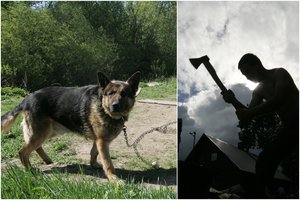 Telšių r. vilkšuniui mirtiną egzekuciją kirviu surengęs vyras atleistas nuo atsakomybės