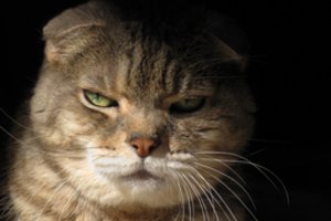 Atsargiai – katė! Penkios kačių rūšys, padėsiančios apsaugoti jūsų namus