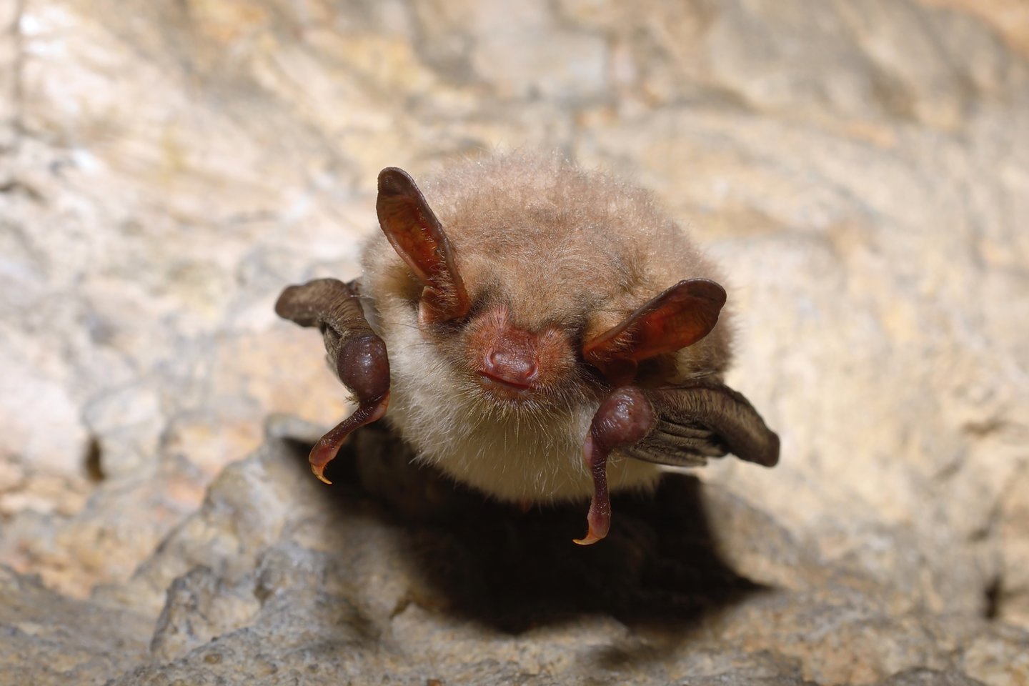  Šikšnosparnių ekspertai pradėjo kampaniją „Nekaltink šikšnosparnių“ – kad išsklaidytų nepagrįstas baimes ir mitus apie šikšnosparnius, keliančius grėsmę gamtos apsaugai.<br> 123rf nuotr.