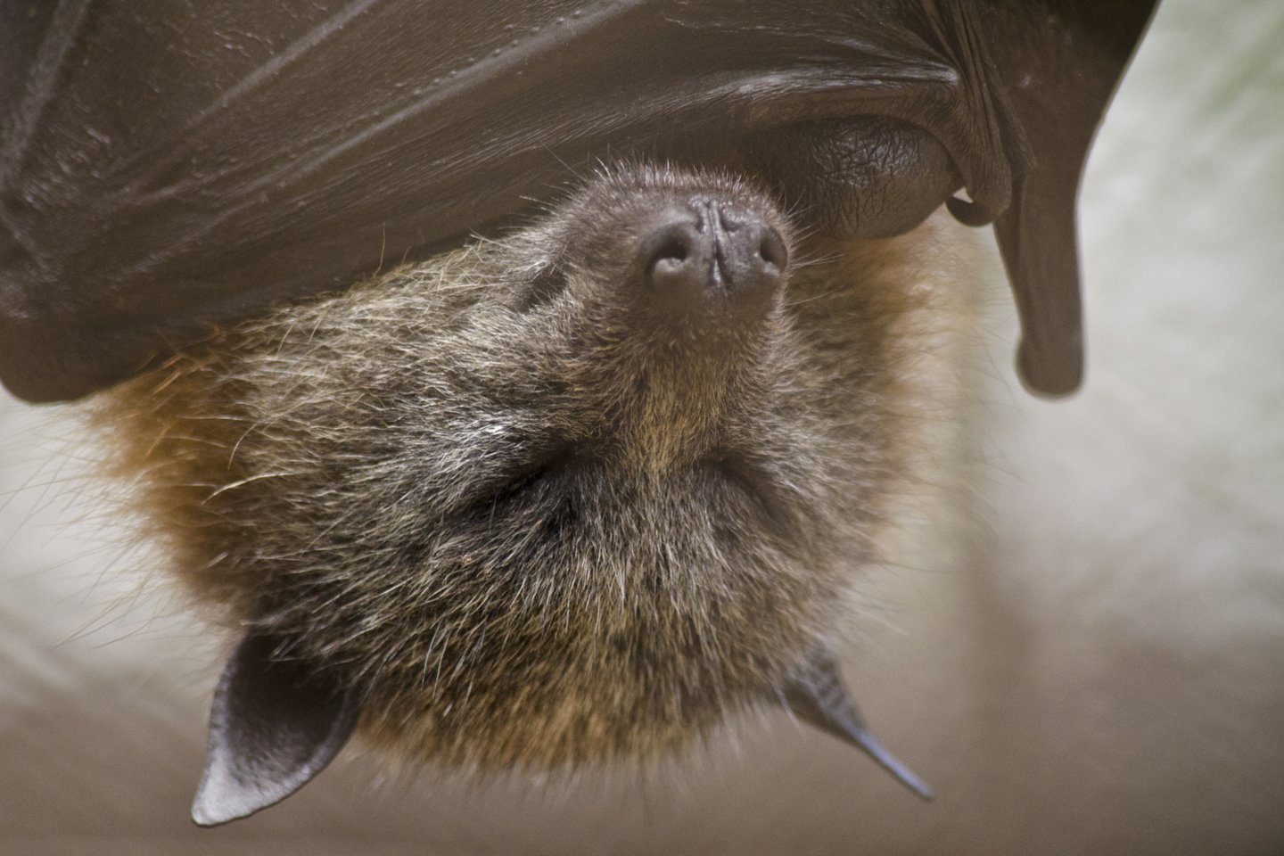  Nuo šikšnosparnių priklauso ir tropinių augalų apdulkinimas.<br> 123rf nuotr.