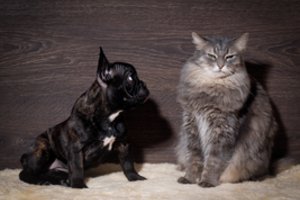 Šunys yra protingesni nei katės? Pagaliau mokslas turi atsakymą