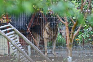 Šiaulių pašonėje įniršęs šuo moteriai nuplėšė ranką