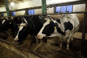 Pieno supirkimo kaina rugsėjį toliau didėjo