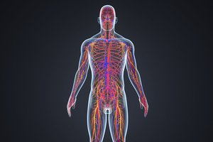 Žmogaus kūno vieta, kur evoliucija vyksta labai sparčiai – keičiamės greičiau, nei manėte