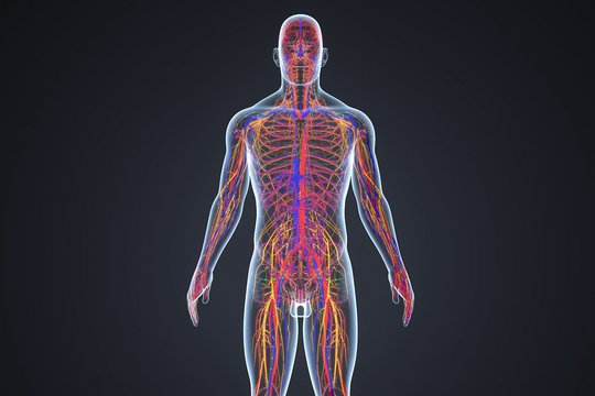 Žmogaus kūno vieta, kur evoliucija vyksta labai sparčiai – keičiamės greičiau, nei manėte
