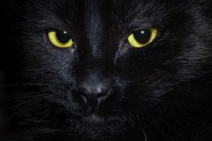 Katinas, kuris prisikėlė iš numirusiųjų