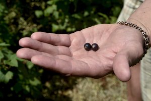 Susivienijo tam, kad kartu parduotų uogas, o dabar jau spaudžia ir sultis