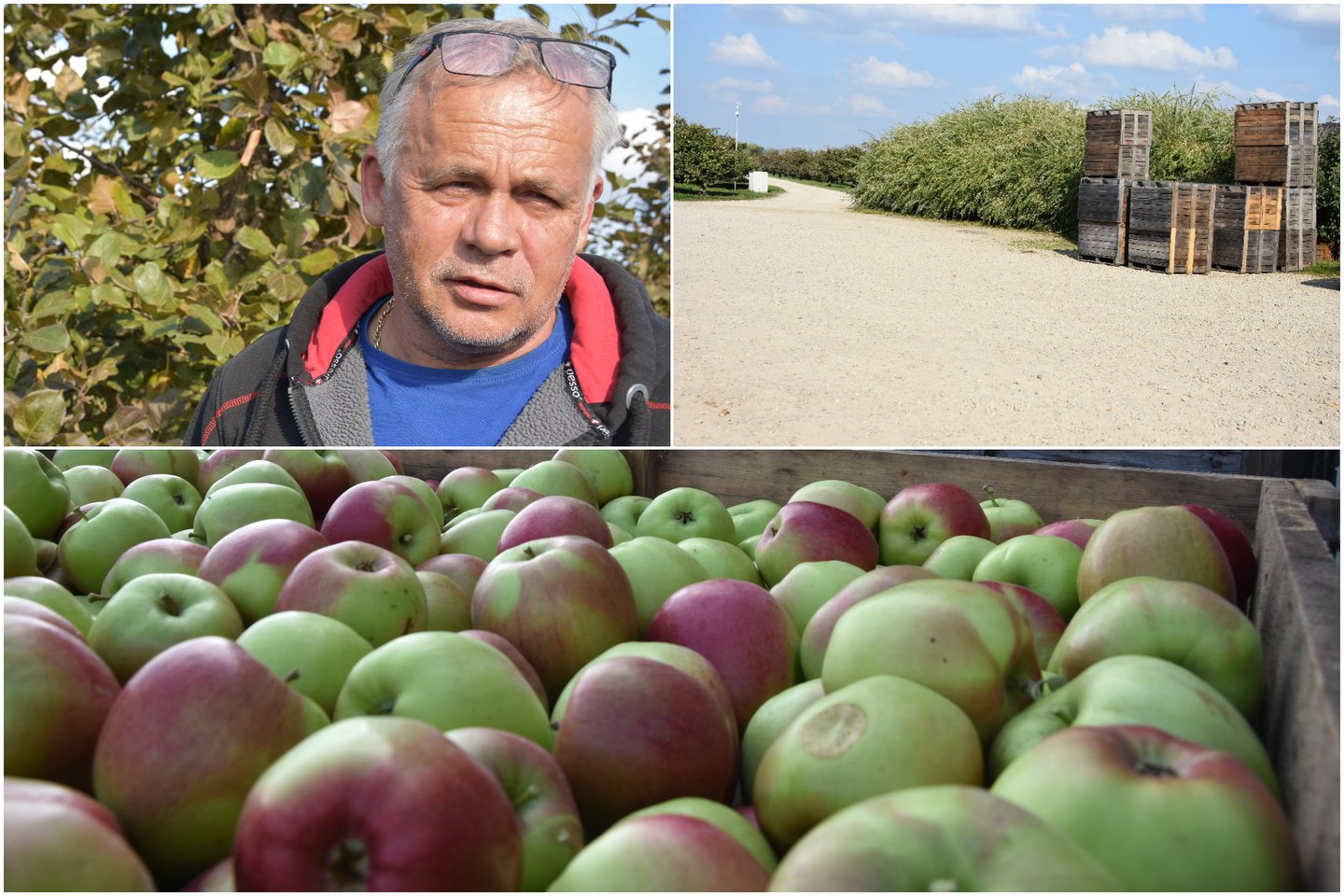 R.Urbonavičiaus sodininkystės ūkyje netrukus bus pradėta statyti moderni obuolių saugykla.<br> lrytas.lt montažas.
