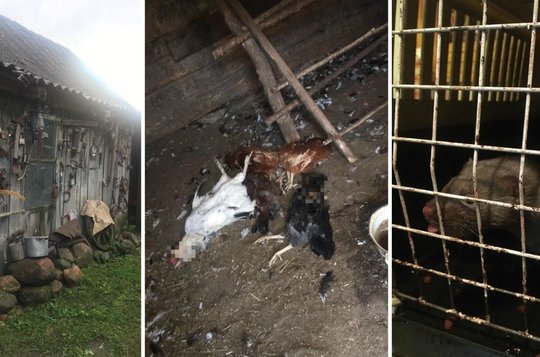 Kėdainių rajone kiaunė papjovė 11 vištų: taps nauja šeimos augintine