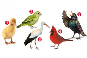 Kuris paukštis patraukė dėmesį? Štai kas jūsų gyvenime svarbiausia