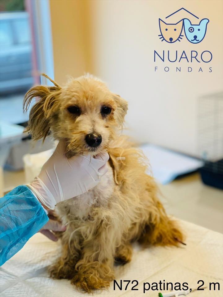  Iš Kauno rajono veisyklos paimti šunys buvo įkurdinti "Nuaro" prieglaudoje, daugeliui jų prireikė veterinarų pagalbos. <br> "Nuaro" nuotr.