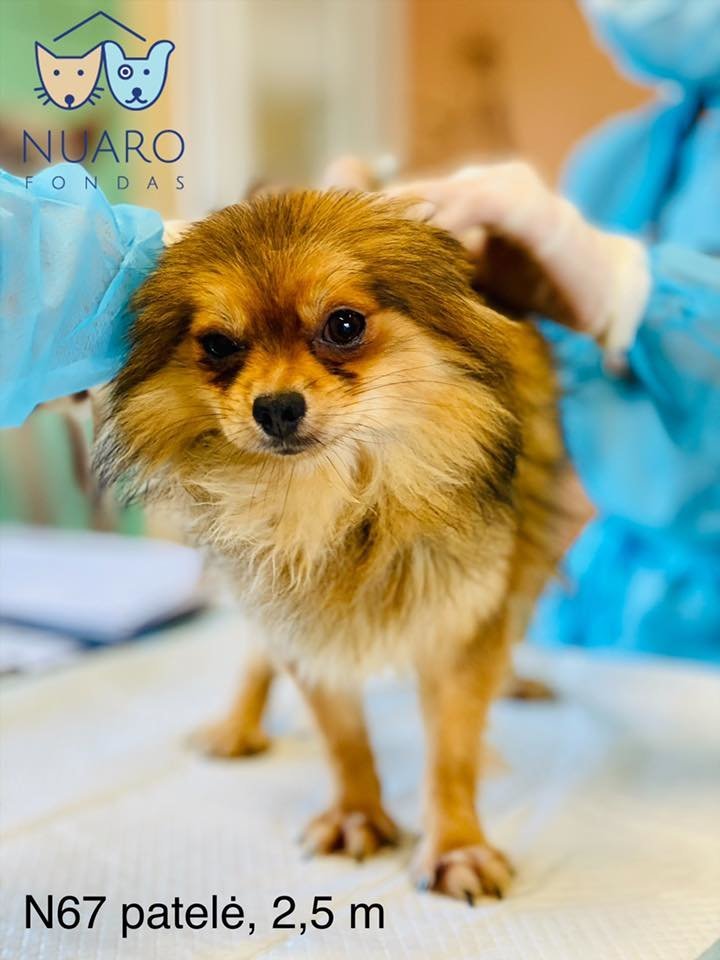  Iš Kauno rajono veisyklos paimti šunys buvo įkurdinti "Nuaro" prieglaudoje, daugeliui jų prireikė veterinarų pagalbos. <br> "Nuaro" nuotr.