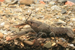 Svarbiame vandens telkinyje Lietuvoje atkūrė maro išnaikintų vėžių populiaciją