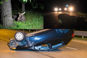 Gamtininkai įspėja dėl mirtino pavojaus keliuose – nelaimė įvyksta netikėtai