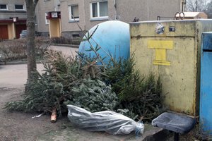 Gailintiems po Kalėdų išmetamų eglučių pasiūlė paslaugą – pradedama eglučių nuoma