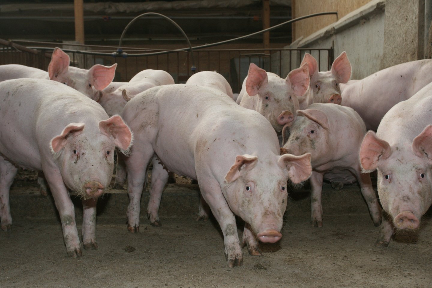 Naujieji reikalavimai numatys galimybę didesniam ratui ūkininkų, laikantis esminių biosaugos reikalavimų, auginti kiaules ne tik savo reikmėms, bet ir pardavimui.<br>M.Patašiaus nuotr.