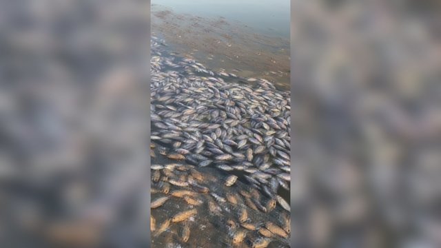 Rusijos gyventojai baiminasi naujos ekologinės katastrofos: tvenkiniuose masiškai gaišta žuvys