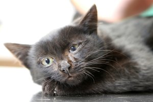 Katė pradėjo elgtis keistai? Požymiai, kad jūsų augintinis serga