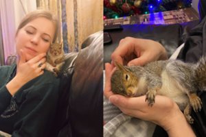 Živilės namuose įsikūrusi voverytė Stasytė tapo šeimos nare: čia turės pasilikti visam laikui