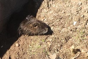 Kėdainių rajone aplinkosaugininkai paėmė neteisėtai auginamas nutrijas