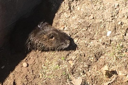 Kėdainių rajone aplinkosaugininkai paėmė neteisėtai auginamas nutrijas