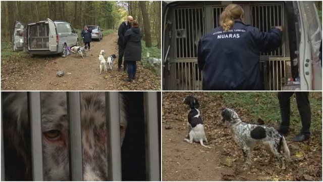 Gyvūnų gelbėjimo drama: šunys sugrūsti į ankštus narvus ir nemaitinti, bet policija pažeidimų nemato