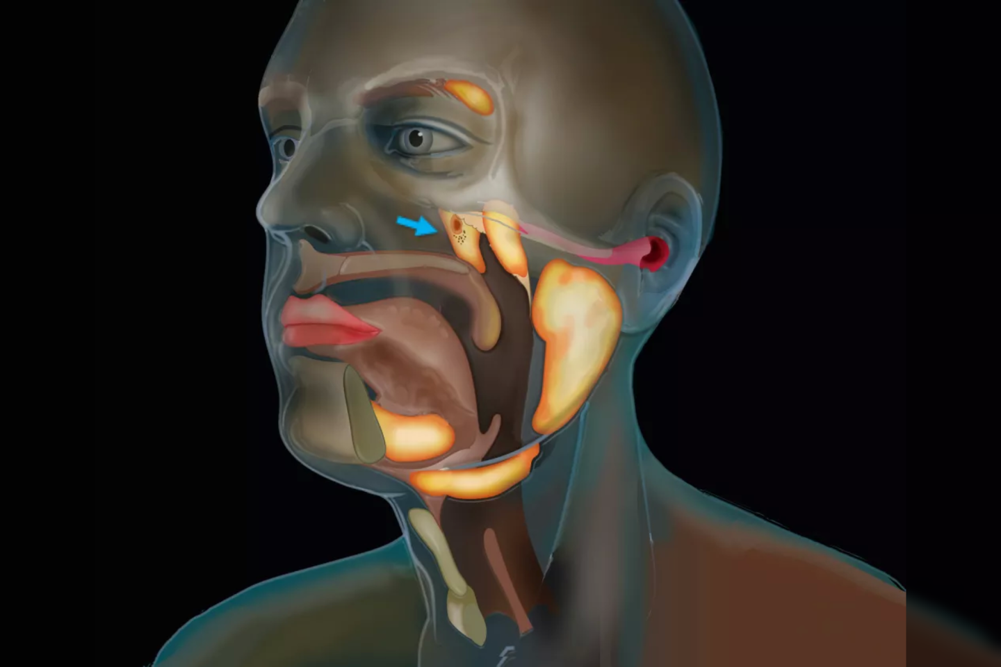  Tarp nosies ertmės ir gerklės aptiktas dar vienas iki šiol neaprašytas organas.<br> Nyderlandų Vėžio instituto iliustr.