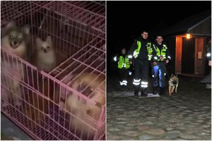 Baisiomis sąlygomis 82 šunis pakaunėje laikiusi veisėja teisiama nebus – byla sprogo it burbulas