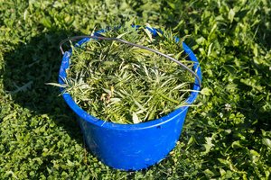 Seime nesibaigia diskusijos dėl kanapių naudojimo: politikai neskuba apsispręsti