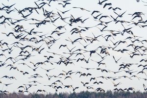 Įspėja paukščių laikytojus: nustatytas didelio patogeniškumo paukščių gripo atvejis