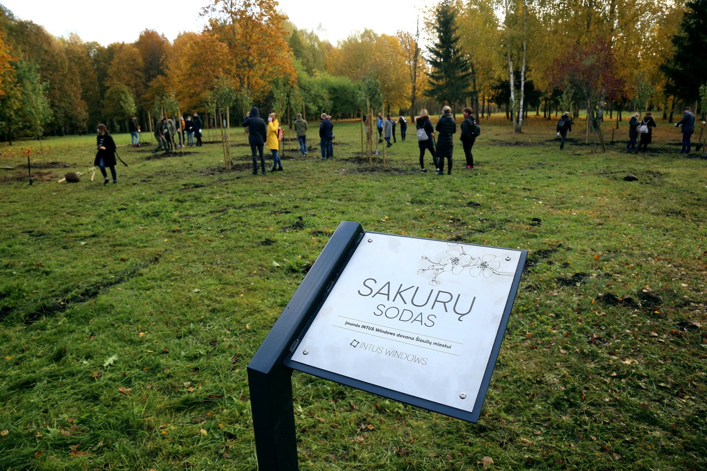  Šiauliuose, Dainų parke, atsiras sakurų sodas – buvo pasodinta 30 medelių.<br> R.Vitkaus nuotr. 