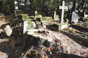 Dėl senų medžių užliejo priekaištų lavina: vilniečiai grasina nepaklusnumo akcijomis