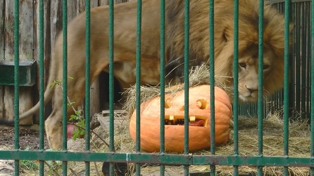 Stebėkite kaip Lietuvos zoologijos sodo gyvūnėliai švenčia Heloviną