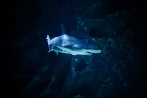 Nevyriausybinės organizacijos sunerimusios: COVID-19 vakcina gali pražudyti pusę milijono ryklių