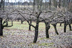Vaismedžių kamienai dažomi ne pavasarį, o rudenį