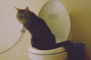 Kodėl katės šlapinasi ne vietoje namuose? Rado, kaip išspręsti šią bėdą