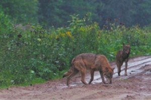 Kruvina puota Kėdainių r. pašiurpino medžiotojus: tokio vilkų elgesio nebuvo matę