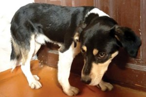 Pasvaliečius pravirkdė beširdiškas poelgis: pakelėje išmestas šuo laukė, kol grįš šeimininkai