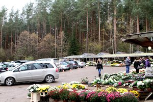 Artėja lapkričio 1-oji: kokius augalus sodinti kapavietėje ir kaip ją paruošti žiemai