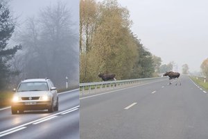 Netikėtas susitikimas: kelyje į Rusnę laukė akistata su briedžiais