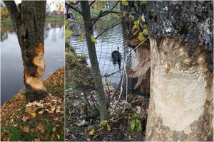 Dvaro Rokiškio r. aplinką patvarkė bebrai: medžius teks pjauti