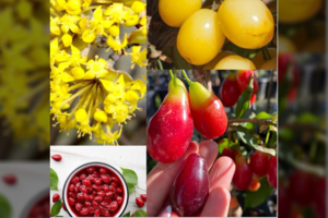 Rudeniniai valgomieji augalai: ne tik dekoratyvūs, bet ir naudingi sveikatai