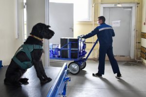 Eksperimentas su COVID-19 užuodžiančiais šunimis davė teigiamų rezultatų