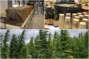 Vilkina kiek gali – valdžia ignoruoja kanapes, tad jomis lietuvius maitina estai