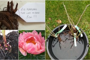 Svarbūs patarimai bijūnų augintojams: atlikę šiuos darbus žiedų sulauksite greičiau nei manote