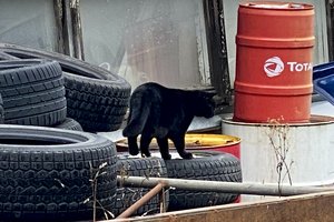 Prakalbo apie „taromatus“ padangoms – pasiruošti reiks nemažai laiko 