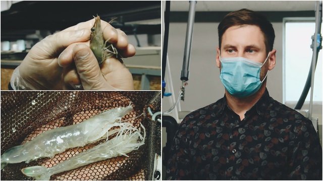 Entuziastai krevetes augina vos nuo uodo dydžio: tai daro vieninteliai Baltijos šalyse