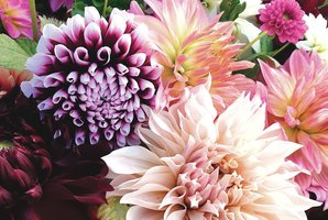 Jurginai lauke nežiemoja, bet neskubėkite jų iškasti