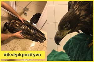 Ventės rage – dumble išsimaudžiusio jūrinio erelio gelbėjimo operacija