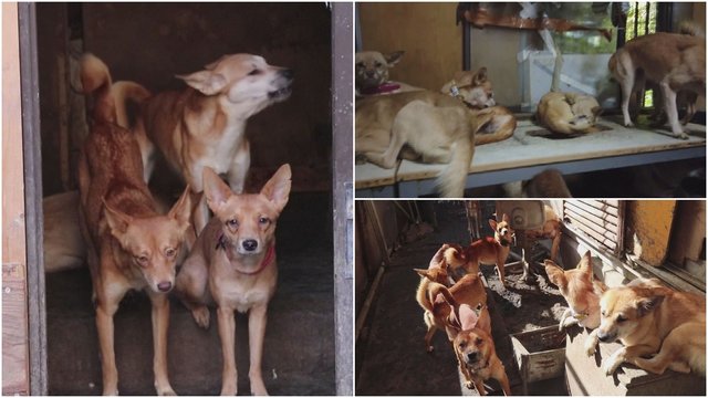 Širdį veriantys vaizdai: iš nelegalios daugyklos išvaduota daugiau nei pusantro šimto šunų